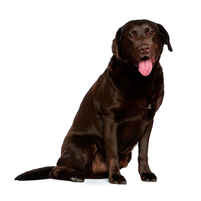 Labrador