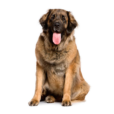 Leonberger