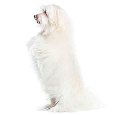 Maltese