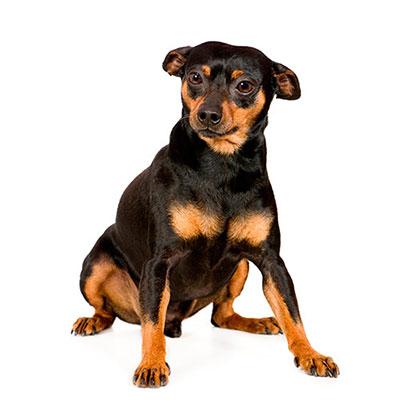 Mini Pinscher