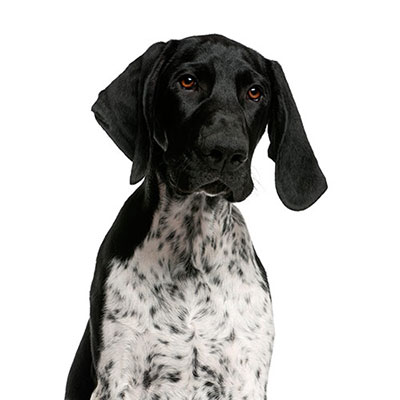 Pointer