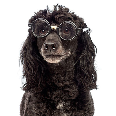 Poodle