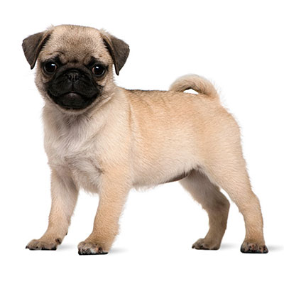 Pug