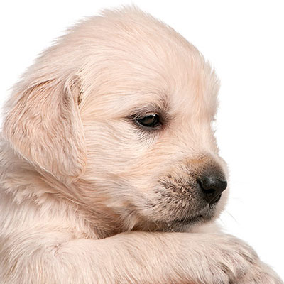 Retriever