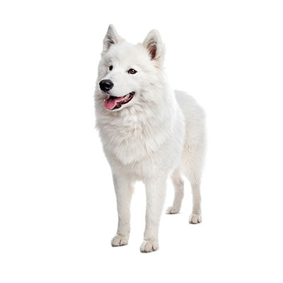 Samoyed