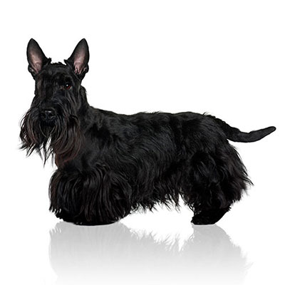 Schnauzer