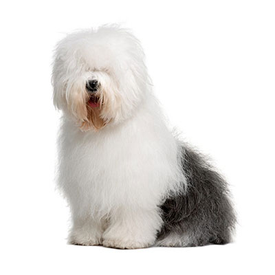 Sheepdog