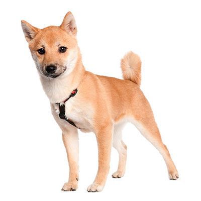 Shiba Inu