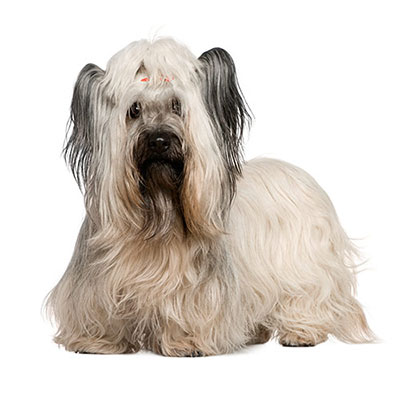 Skye Terrier 