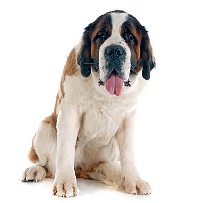 St Bernard