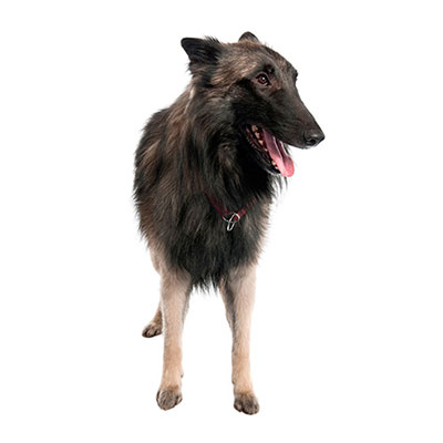 Tervuren