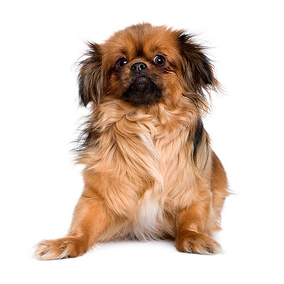Tibetan Spaniel
