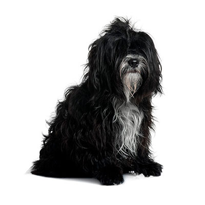 Tibetan Terrier