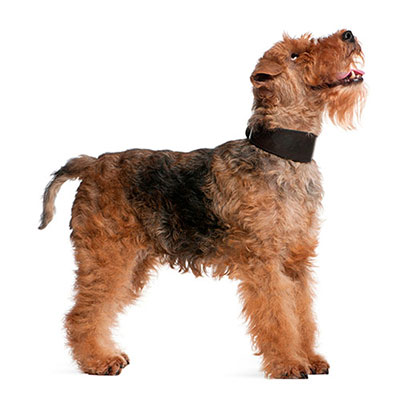 Welsh Terrier