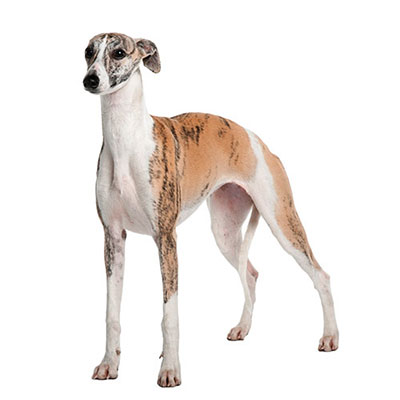 Whippet