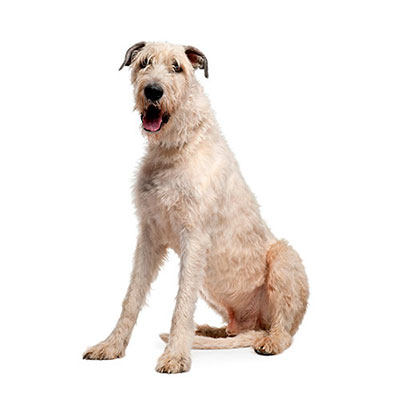 Wolfhound