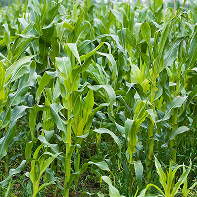 Maize