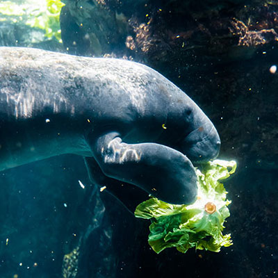  Manatee 