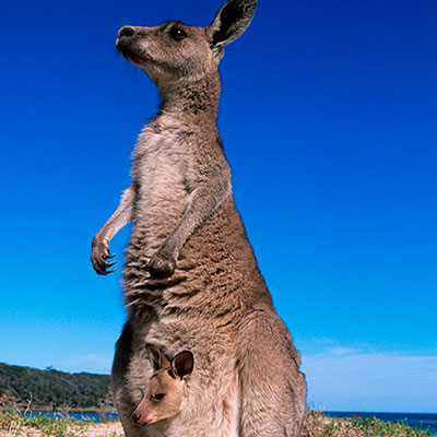 Marsupial