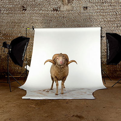 Merino