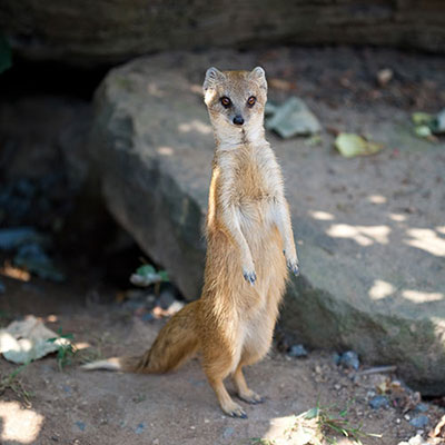 Mongoose