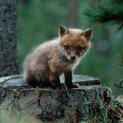 Fox