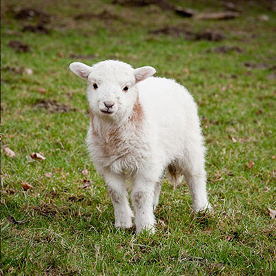 Lamb