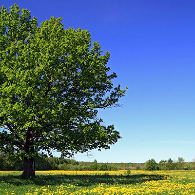 Oak