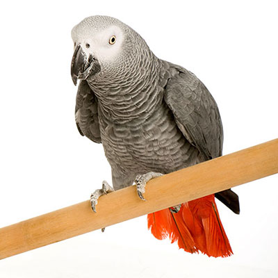 African Grey