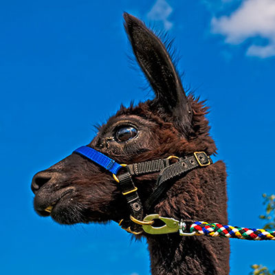 Alpaca