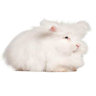  Angora 