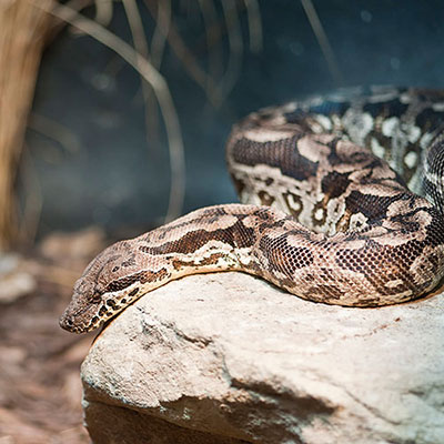  Boa Constrictor 