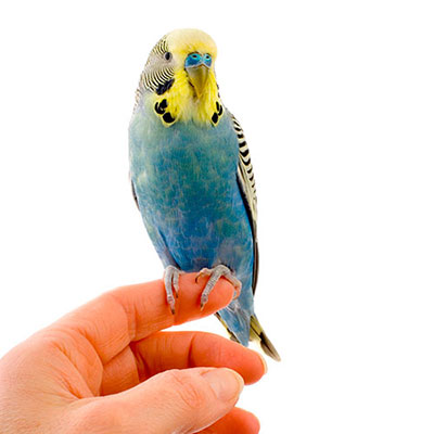  Budgie 