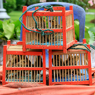  Cages 