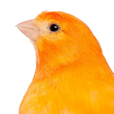 Canary