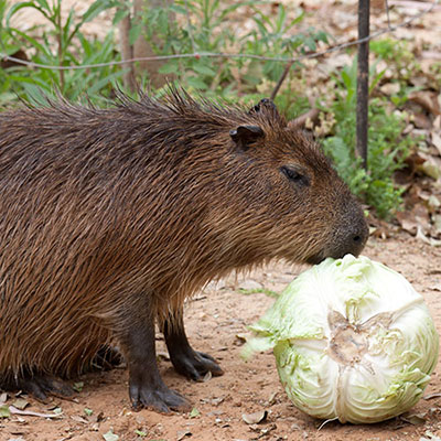 Capybara