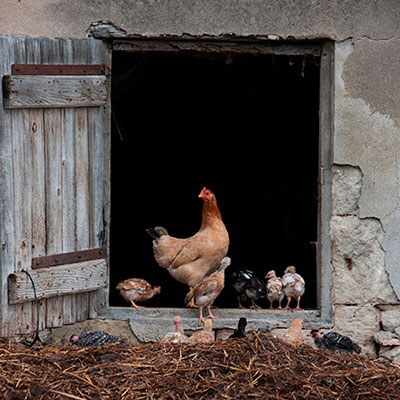 Chicken