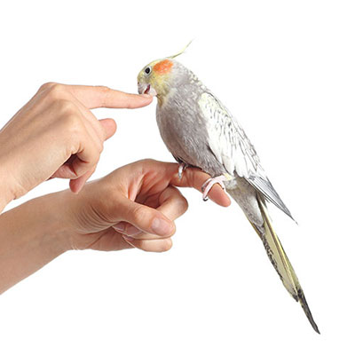 Cockatiel