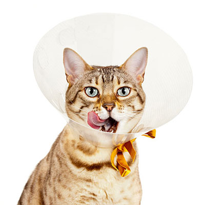 Cone