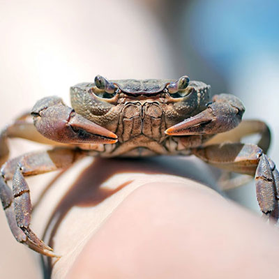 Crab
