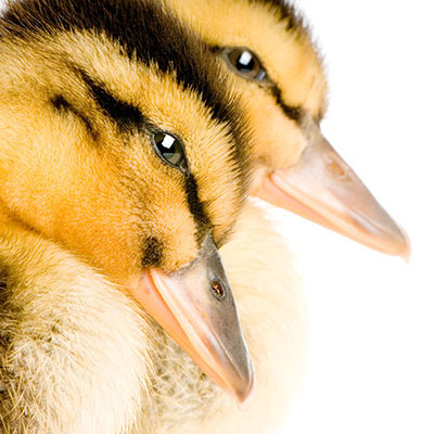 Ducks