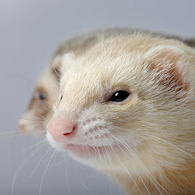 Ferret