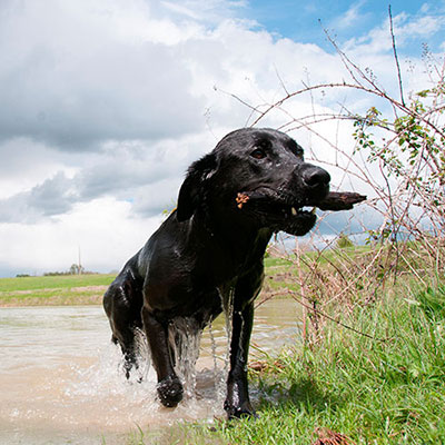 Fetch