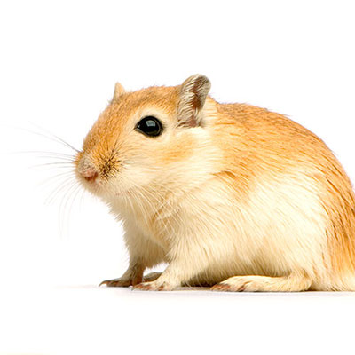 Gerbil