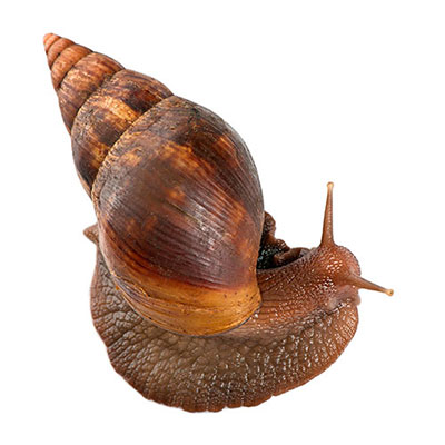  Giant Snail 
