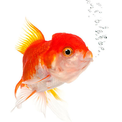 Goldfish