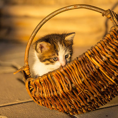 Kitten