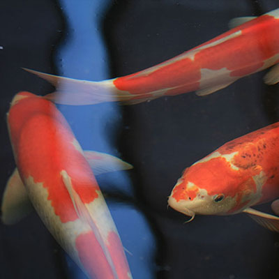 Koi Carp