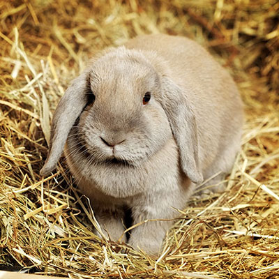  Lop-eared 