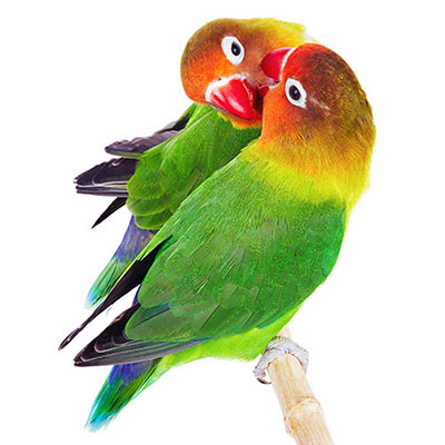  Lovebirds 
